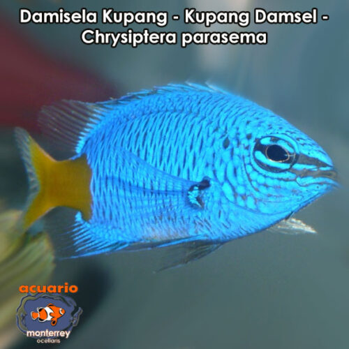 Damisela Kupang - Kupang Damsel - Chrysiptera parasema