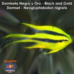 Damisela Negro y Oro - Black and Gold Damsel - Neoglyphidodon nigroris