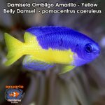 Damisela Ombligo Amarillo - Yellow Belly Damsel - pomacentrus caeruleus