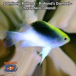 Damisela Rolland - Rolland's Damsel - Chrysiptera rollandi