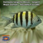 Damisela Sargento Mayor - Sargent Major Damsel - Abudefduf saxatilis