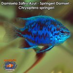 Damisela Zafiro Azul - Springeri Damsel - Chrysiptera springeri