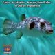 Globo de Manila - Narrow Line Puffer - Arothron manilensis