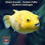 Globo Dorado - Golden Puffer - Arothron meleagris