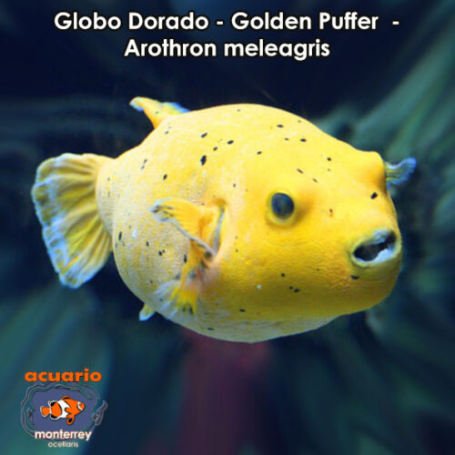 Globo Dorado - Golden Puffer - Arothron meleagris