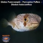 Globo Puercoespin - Porcupine Puffers - Diodon holocanthus