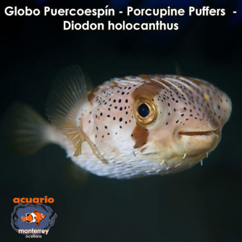 Globo Puercoespin - Porcupine Puffers - Diodon holocanthus