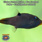 Globo Puntos Azules - Blue Spotted Puffer - Canthigaster solandri