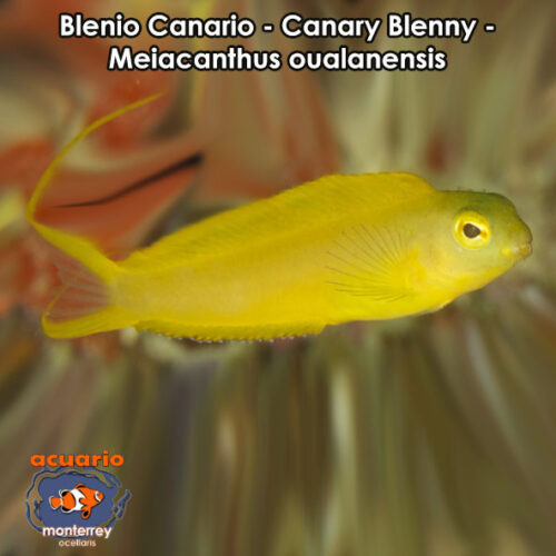 Blenio Canario - Canary Blenny - Meiacanthus oualanensis