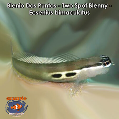 Blenio Dos Puntos - Two Spot Blenny - Ecsenius bimaculatus