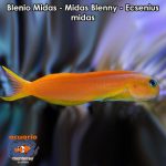 Blenio Midas - Midas Blenny - Ecsenius midas
