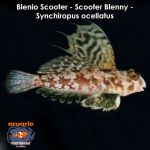 Blenio Scooter - Scooter Blenny - Ocellated dragonet