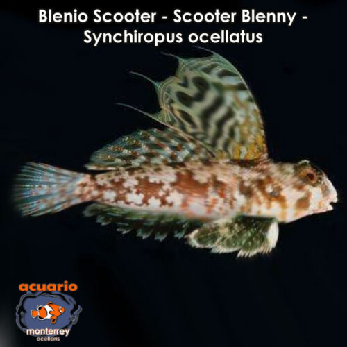 Blenio Scooter - Scooter Blenny - Ocellated dragonet