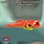 Blenio Scooter Rojo - Red Scooter Blenny - Synchiropus stellatus