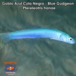 Gobio Azul Cola Negra - Blue Gudgeon - Ptereleotris hanae