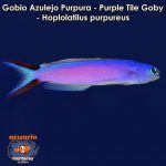 Gobio Azulejo Purpura - Purple Tile Goby - Hoplolatilus purpureus