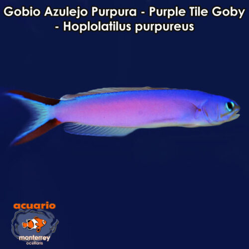 Gobio Azulejo Purpura - Purple Tile Goby - Hoplolatilus purpureus