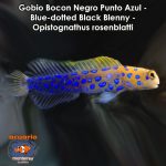 Gobio Bocon Negro Punto Azul - Blue-dotted Black Blenny - Opistognathus rosenblatti