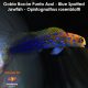 Gobio Bocon Punto Azul - Blue Spotted Jawfish - Opistognathus rosenblatti
