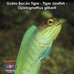 Gobio Bocon Tigre - Tiger Jawfish - Opistognathus gilberti