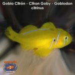 Gobio Citron - Citron Goby - Gobiodon citrinus