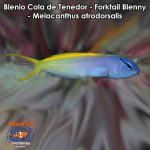 Blenio Cola de Tenedor - Forktail Blenny - Meiacanthus atrodorsalis