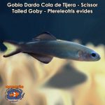 Gobio Dardo Cola de Tijera - Scissor Tailed Goby - Ptereleotris evides