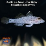 Gobio de Arena - Fusi Goby - Fusigobius neophytus
