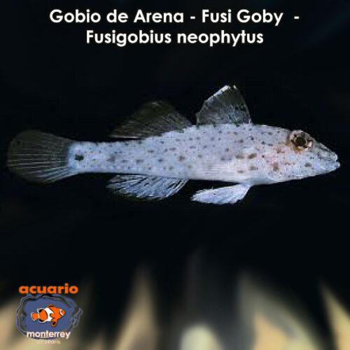 Gobio de Arena - Fusi Goby - Fusigobius neophytus