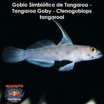 Gobio Simbiotico de Tangaroa - Tangaroa Goby - Ctenogobiops tangaroai