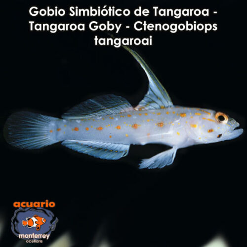 Gobio Simbiotico de Tangaroa - Tangaroa Goby - Ctenogobiops tangaroai