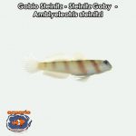 Gobio Steinitz - Steinitz Goby - Amblyeleotris steinitzi