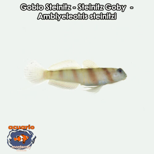 Gobio Steinitz - Steinitz Goby - Amblyeleotris steinitzi
