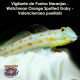 Vigilante de Puntos Naranjas - Watchman Orange Spotted Goby - Valenciennea puellaris