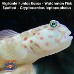 Vigilante Puntos Rosas - Watchman Pink Spotted - Cryptocentrus leptocephalus