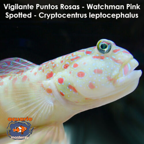 Vigilante Puntos Rosas - Watchman Pink Spotted - Cryptocentrus leptocephalus