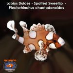 Labios Dulces - Spotted Sweetlip - Plectorhinchus chaetodonoides