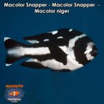 Macolor Snapper - Macolor Snapper - Macolor niger