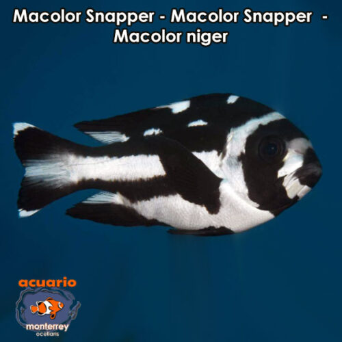 Macolor Snapper - Macolor Snapper - Macolor niger