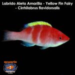 Labrido Aleta Amarilla - Yellow Fin Fairy - Cirrhilabrus flavidorsalis