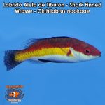 Labrido Aleta de Tiburon - Shark Finned Wrasse - Cirrhilabrus naokoae