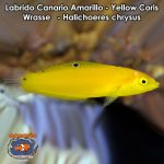 Labrido Canario Amarillo - Yellow Coris Wrasse - Halichoeres chrysus