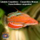 Labrido Carpintero - Carpenters Wrasse - Paracheilinus carpenteri