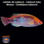 Labrido de Lubbock - Lubbock Fairy Wrasse - Cirrhilabrus lubbocki