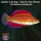 Labrido Cola Roja - Red Fin Fairy Wrasse - Cirrhilabrus Rubripinnis