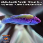Labrido Espalda Naranja - Orange Back Fairy Wrasse Male - Cirrhilabrus aurantidorsalis
