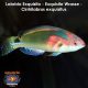 Labrido Exquisito - Exquisite Wrasse - Cirrhilabrus exquisitus