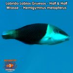 Labrido Labios Gruesos - Half & Half Wrasse - Hemigymnus melapterus
