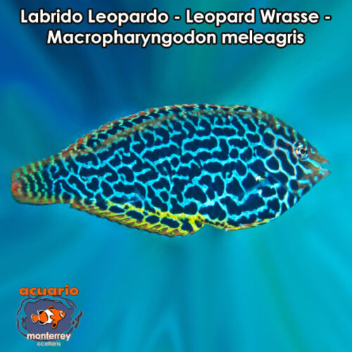 Labrido Leopardo - Leopard Wrasse - Macropharyngodon meleagris
