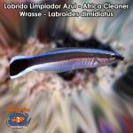Labrido Limpiador Azul - Africa Cleaner Wrasse - Labroides dimidiatus